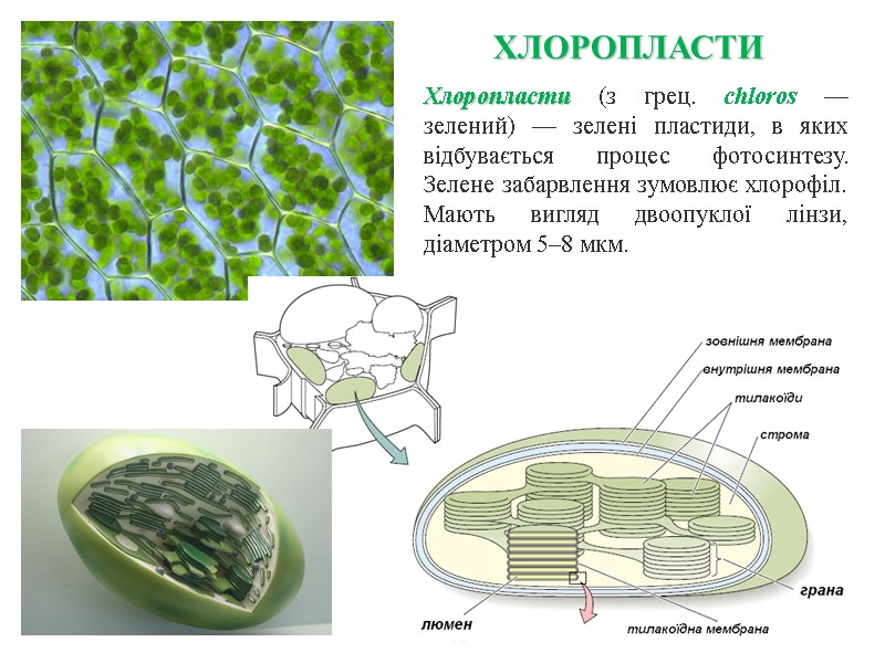 Хлоропласти (з грец. chloros — зелений) — зелені пластиди, в яких відбувається процес фотосинтезу.
